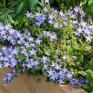 Campanula poscharskyana, Serbian Bellflower, Trailing Bellflower, Violet flowers, Purple flowers, Lavender flowers, groundcover
